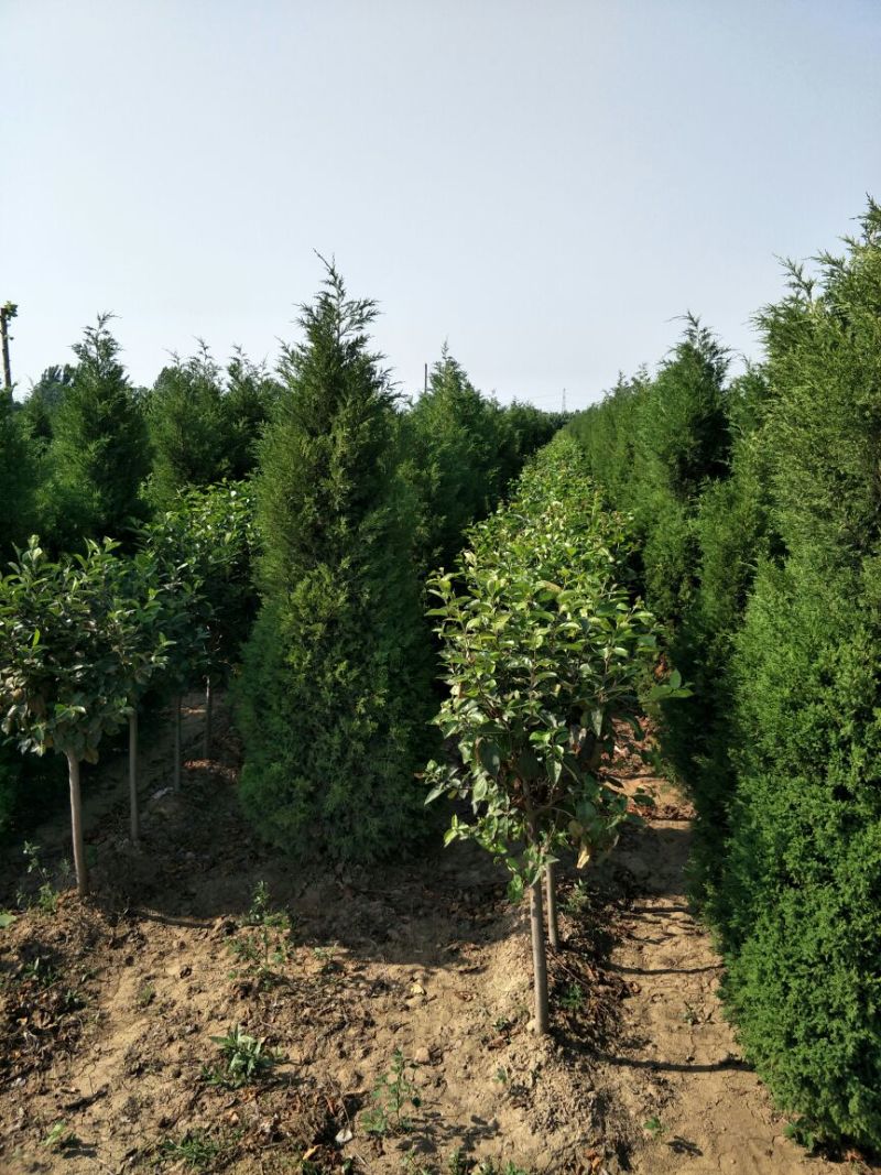 蜀桧桧柏塔柏高3-4.2米有质量如图一手货