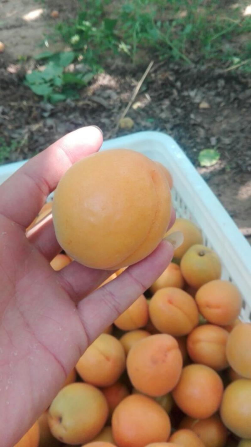 凯特杏，同行勿扰。水果品种有，杏，大量有货