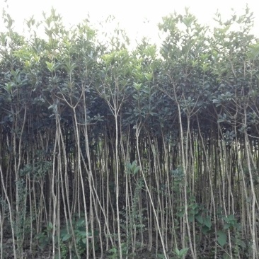 金桂花树苗