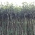 金桂花树苗
