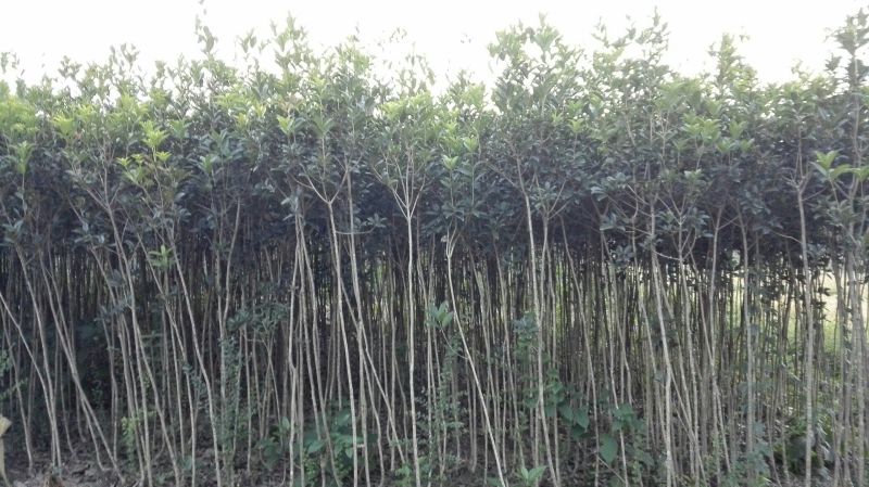 金桂花树苗