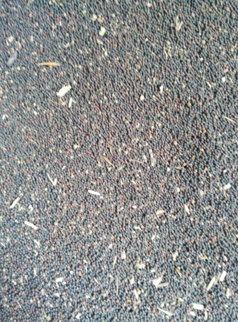 油菜籽1