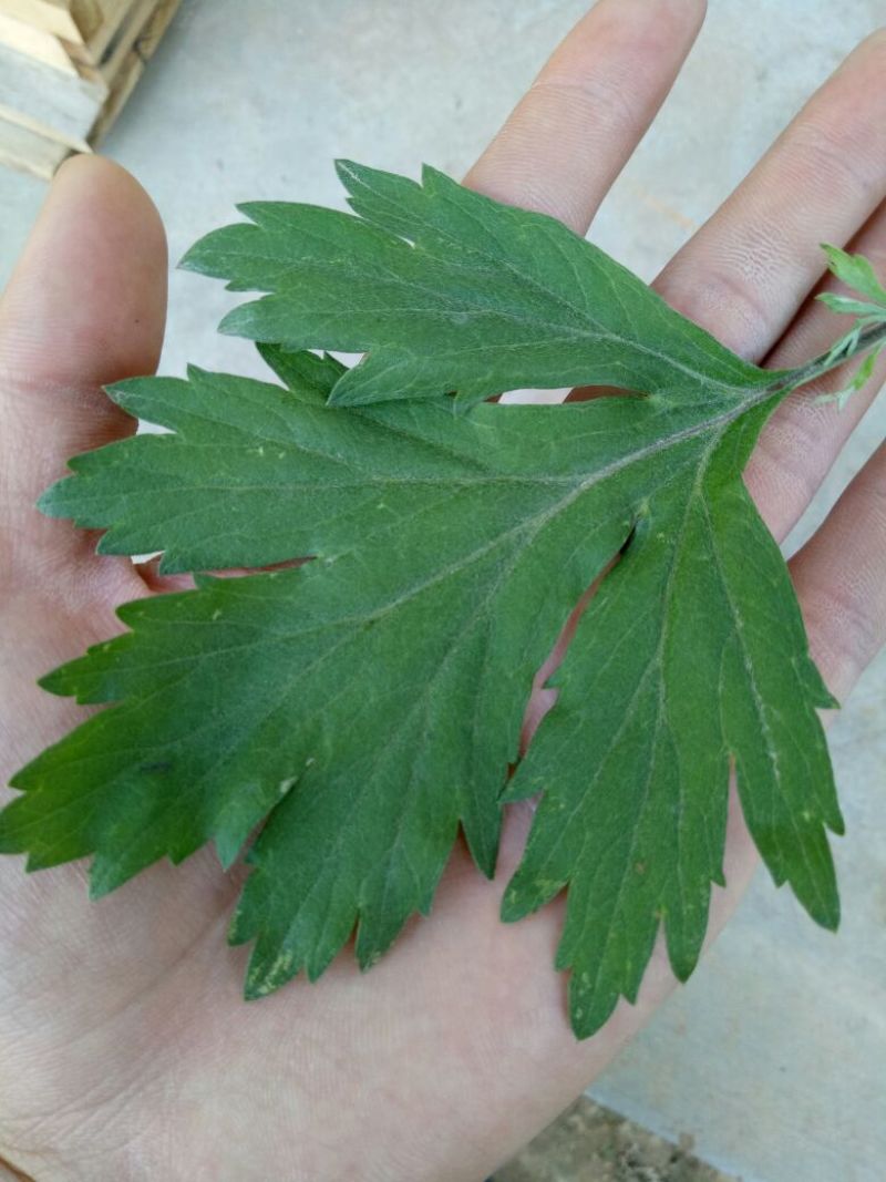 生艾全叶统
