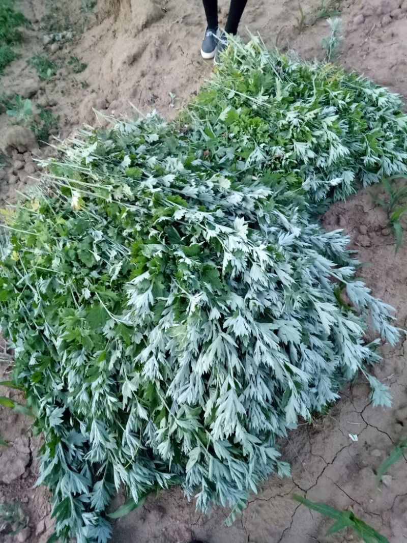 生艾全叶统
