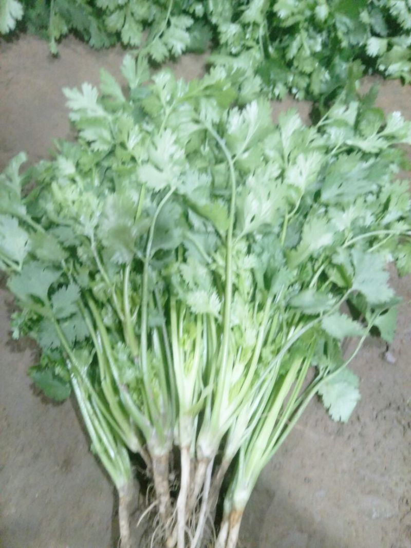 大叶香菜20~25厘米以上可视频看货一条龙服务