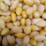 白果仁河北药食两用各种规格干货产地直销