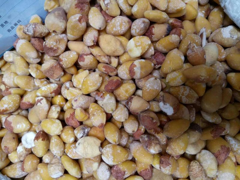 白果仁河北药食两用各种规格干货产地直销
