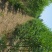 榆树2~4cm4cm以下2.5~3m