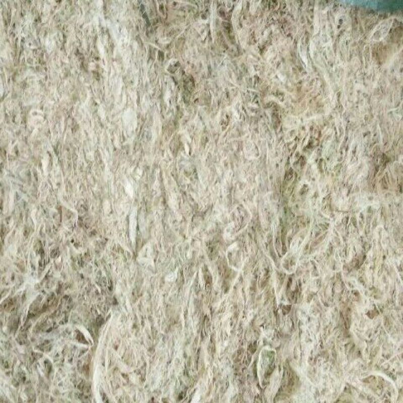 竹茹