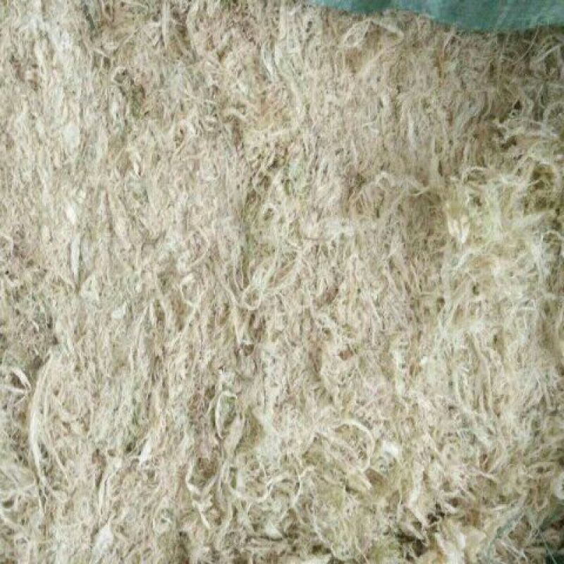 竹茹