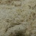 竹茹