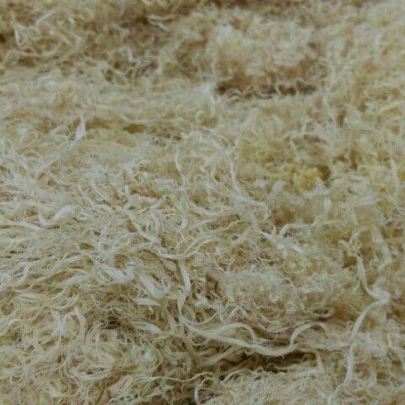 竹茹