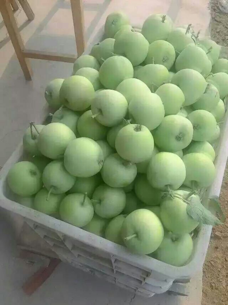 辽伏苹果产地批发早熟苹果大量上市货源充足全国发货