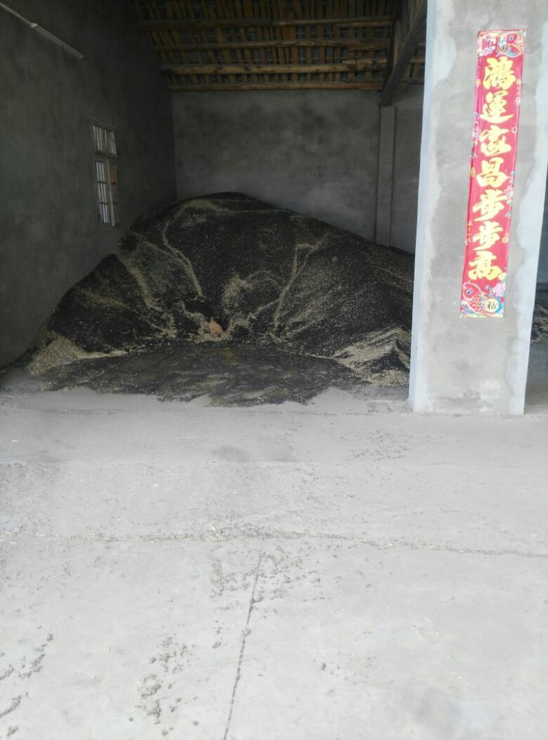 油菜籽1