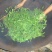 普洱茶