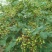 花椒苗0.5~1年，花椒基地直销