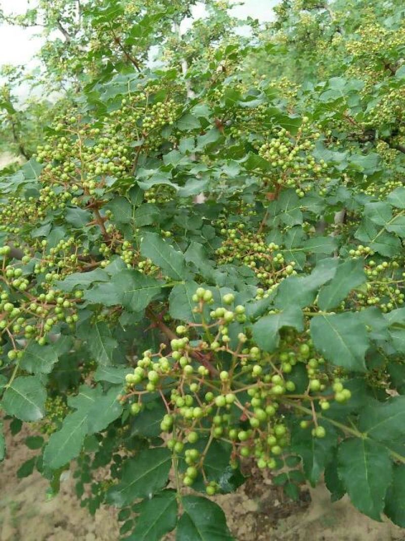 花椒苗0.5~1年，花椒基地直销