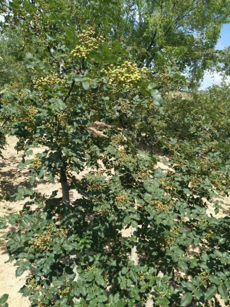 花椒苗0.5~1年，花椒基地直销