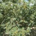花椒苗0.5~1年，花椒基地直销