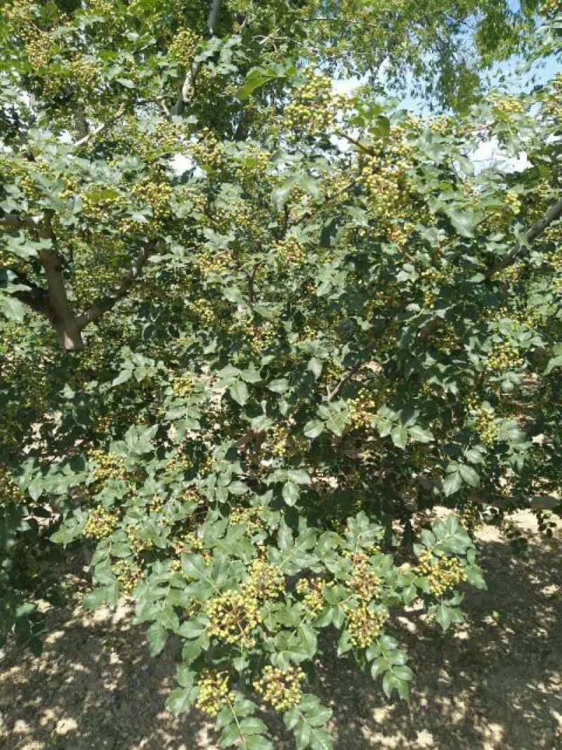 花椒苗0.5~1年，花椒基地直销