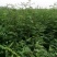 花椒苗0.5~1年，花椒基地直销
