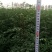 花椒苗0.5~1年，花椒基地直销