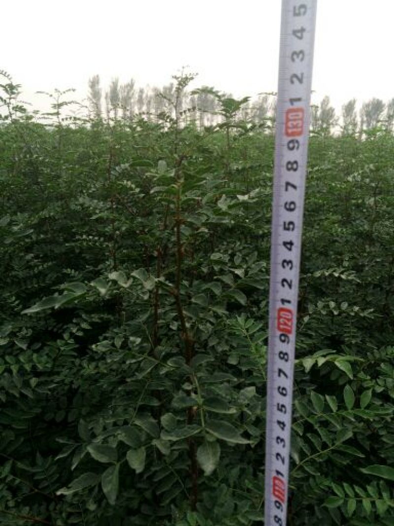 花椒苗0.5~1年，花椒基地直销