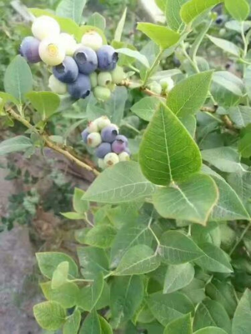 蓝莓鲜果8~10mm以上