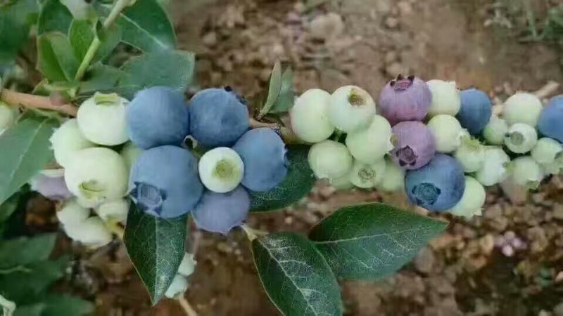 蓝莓鲜果8~10mm以上