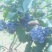 蓝莓鲜果8~10mm以上