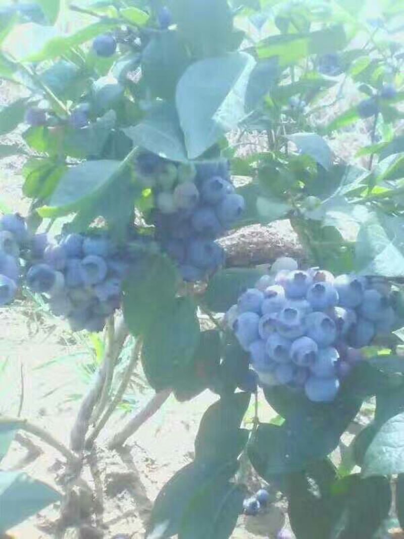 蓝莓鲜果8~10mm以上