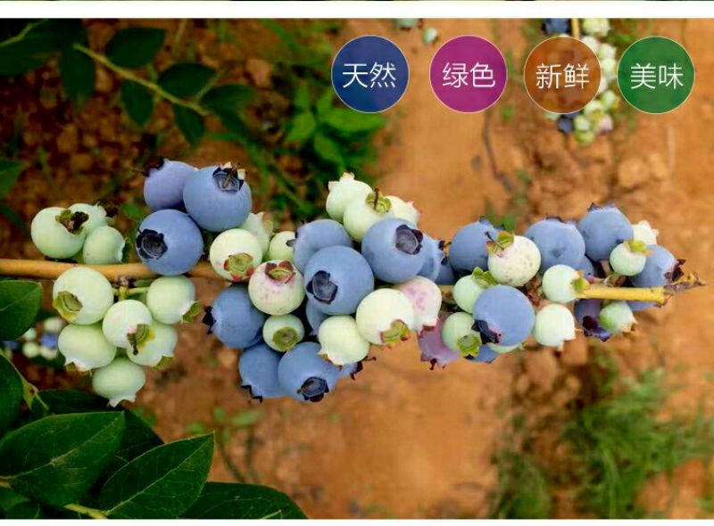 兔眼蓝莓鲜果12~14mm以上