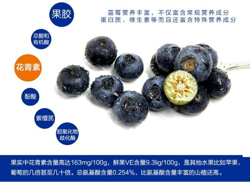 兔眼蓝莓鲜果12~14mm以上