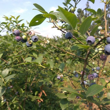 兔眼蓝莓鲜果12~14mm以上