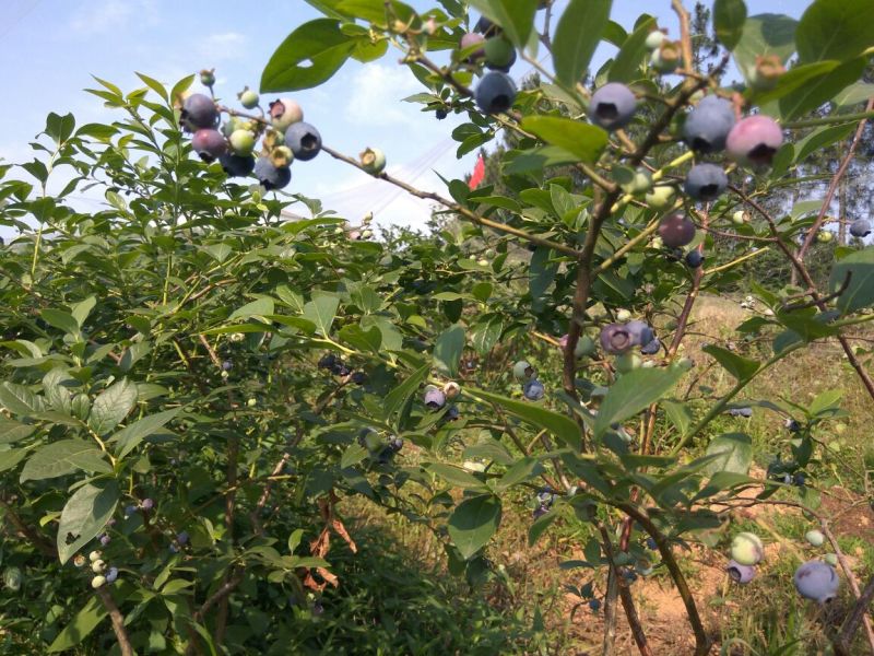 兔眼蓝莓鲜果12~14mm以上