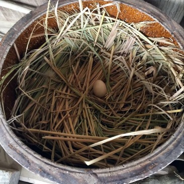 土鸡蛋