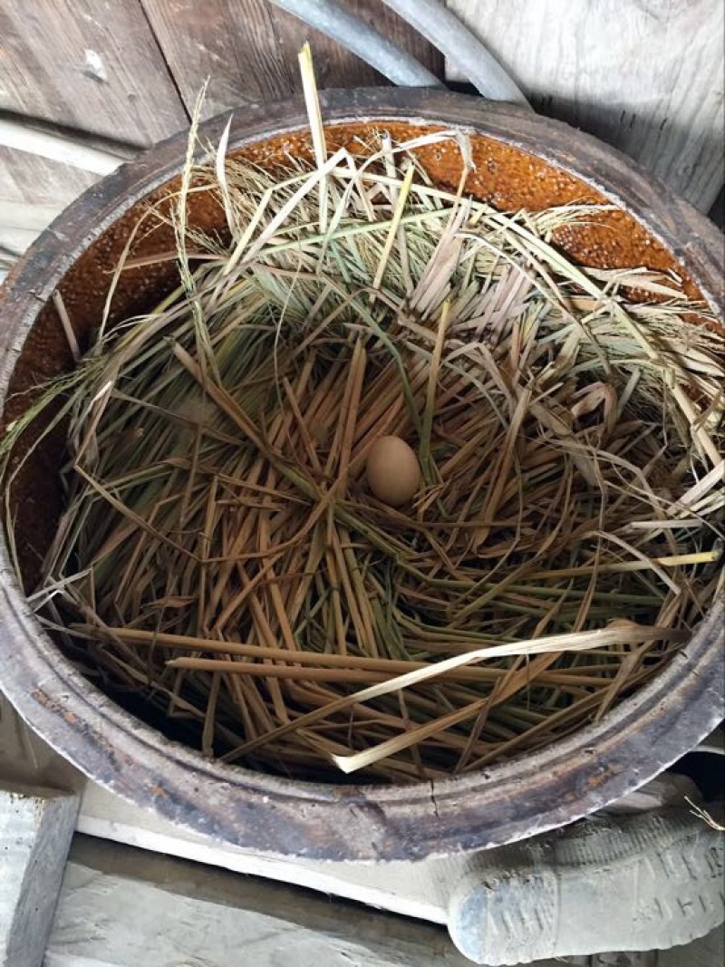土鸡蛋