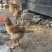 土鸡蛋