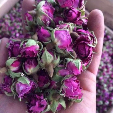 野生玫瑰花和田沙漠玫瑰花
