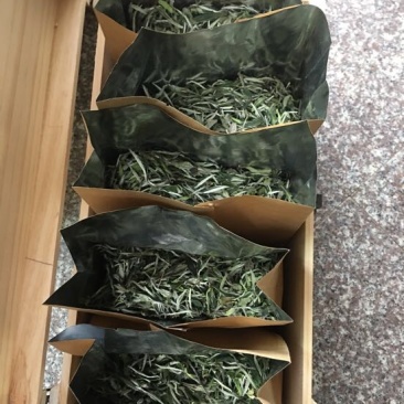 福鼎白茶