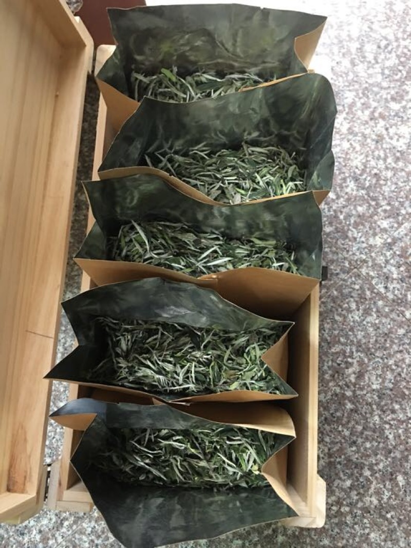 福鼎白茶