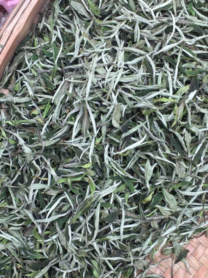 福鼎白茶