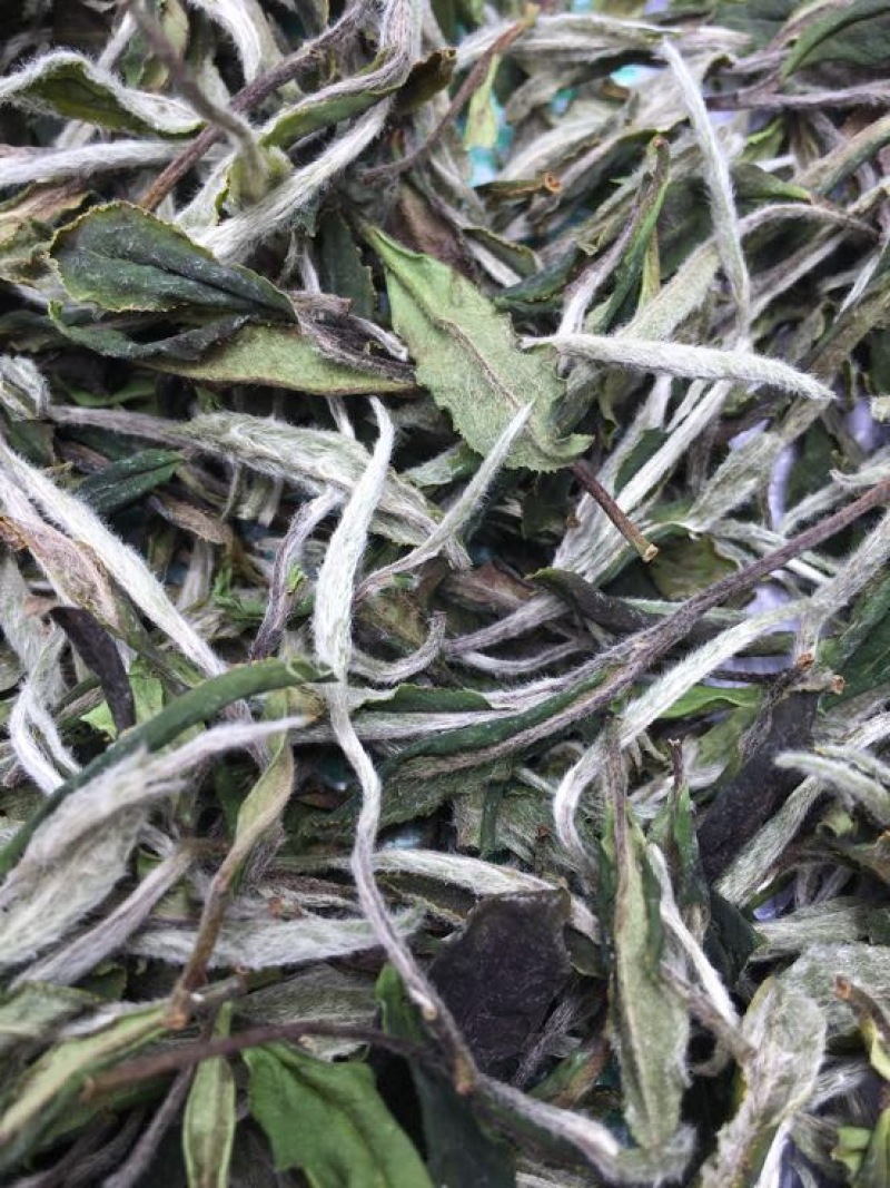 福鼎白茶