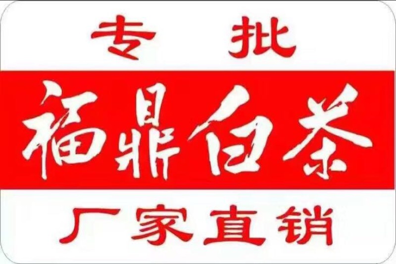 福鼎白茶