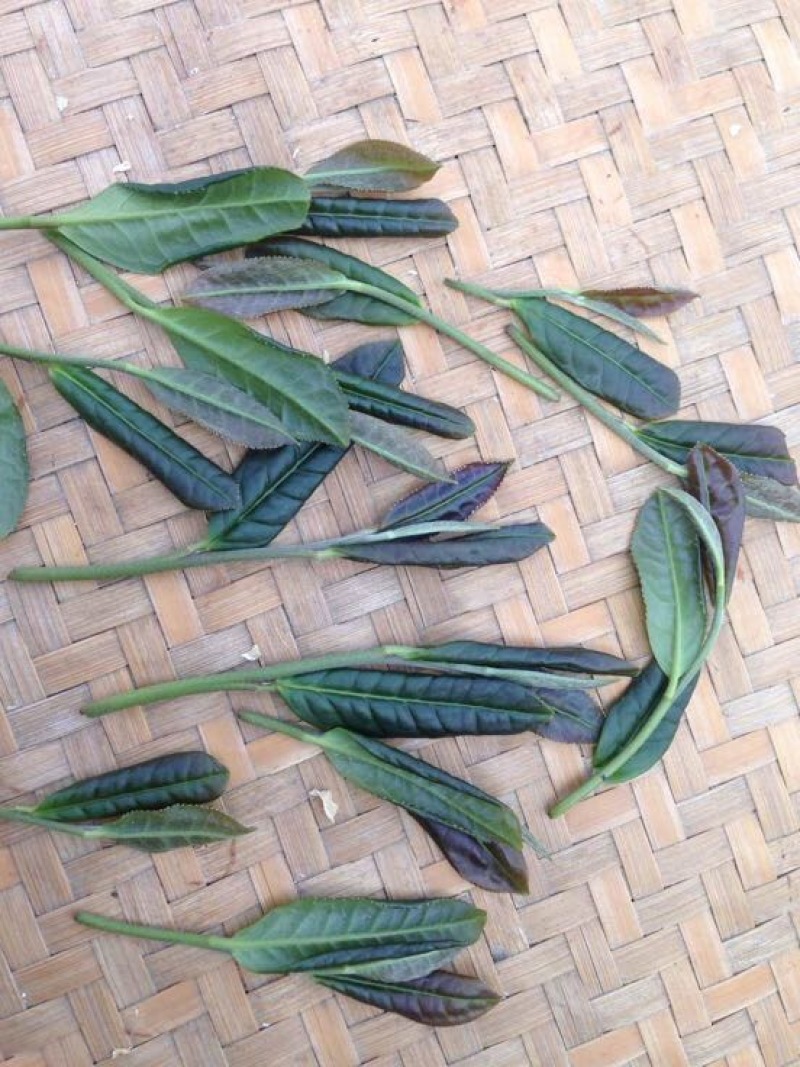 福鼎白茶