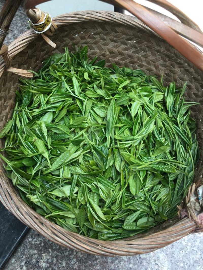 福鼎白茶