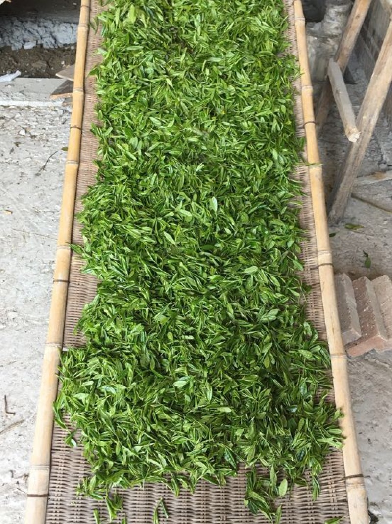 福鼎白茶