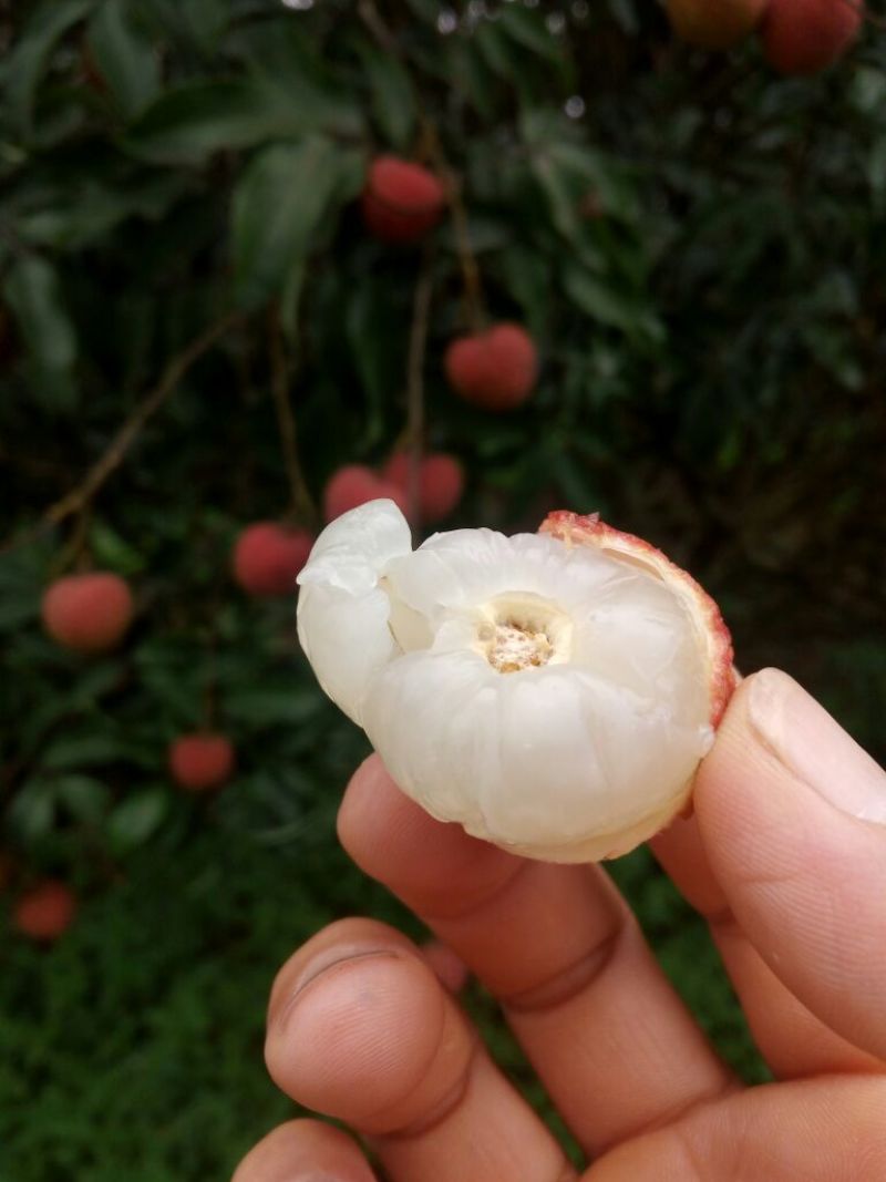 广东阳西妃子笑，白糖罂大量上市中