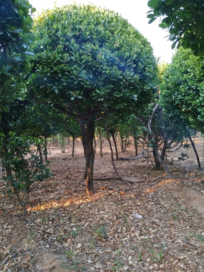 黄杨树桩（大叶冬青球）10~15cm