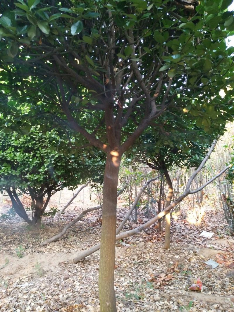 黄杨树桩（大叶冬青球）10~15cm